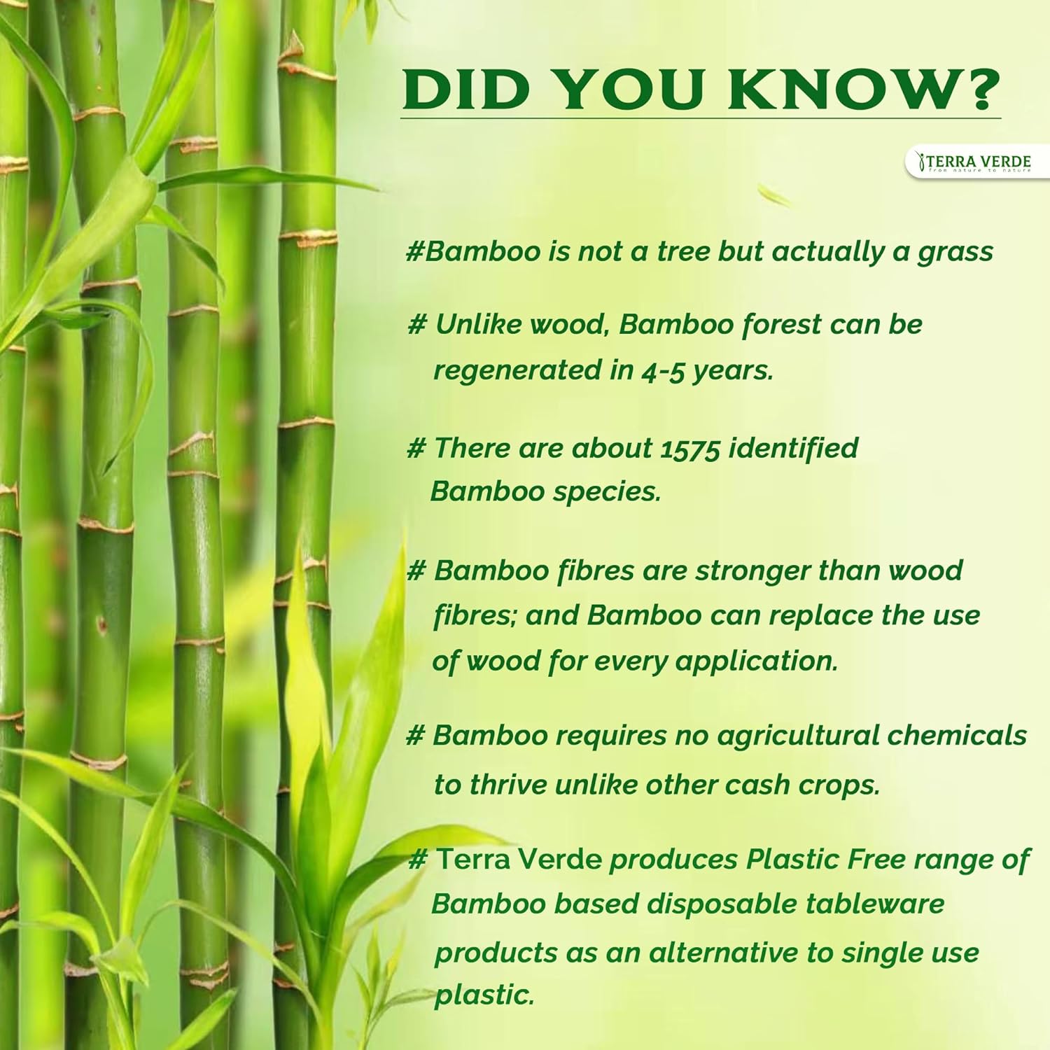 what is bamboo and it's importance